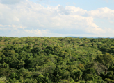 Brazil forest